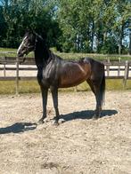 Leuke sir oldenburg merrie, Dieren en Toebehoren, Paarden, Merrie, Gechipt, Dressuurpaard, 160 tot 165 cm
