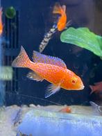 Aulonocara Dragonblood albino, Vis