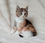 Prachtige lieve kittens, Dieren en Toebehoren, Katten en Kittens | Overige Katten, Meerdere dieren, Kortharig, 0 tot 2 jaar