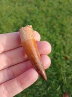 Spinosaurus tand uit Marokko dinosaurus fossiel Jurassic, Ophalen of Verzenden, Fossiel