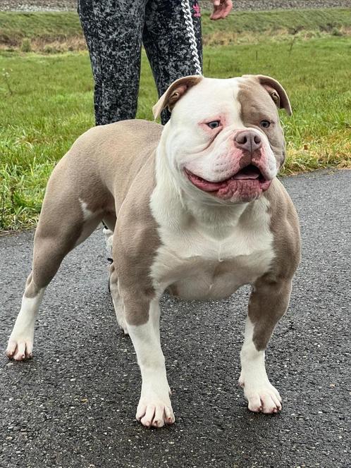 Amerikaanse Bulldog Teef, Dieren en Toebehoren, Honden | Bulldogs, Pinschers en Molossers, Teef, Bulldog, Particulier, Eén hond