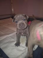 Stafford X puppies, Dieren en Toebehoren, 8 tot 15 weken, American Staffordshire Terriër, Meerdere, Meerdere dieren