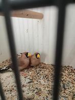 Koppel masker amedine, Dieren en Toebehoren, Vogels | Overige Vogels, Meerdere dieren