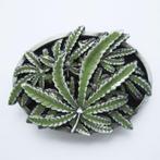 Weed Belt Buckle losse Gesp 4 buckles voor 25 euro, Kleding | Heren, Riemen en Ceinturen, Nieuw, Losse buckle of gesp, Verzenden