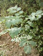 Jonge Walnotenboom, Ophalen, Halfschaduw, Overige soorten, 400 cm of meer