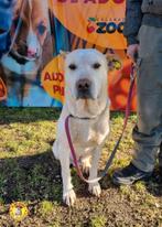 Lieve,stoere Bolt ter adoptie, 6 jaar of ouder, Particulier, Rabiës (hondsdolheid), Reu