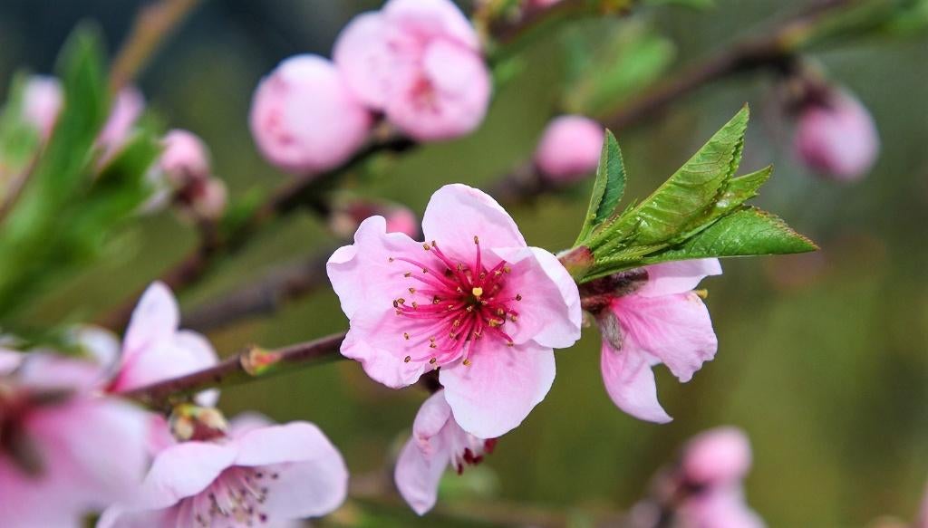PERZIK BOOM, Prunus 'Amsden' Fruitboom ( NU PLanttijd ), Ophalen, Lente, Overige soorten, Volle zon