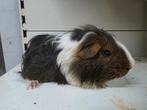 Sheltie cavia beer, Dieren en Toebehoren, Cavia, Juni, Mannelijk, Tam