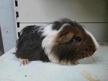 Sheltie cavia beer beschikbaar voor biedingen