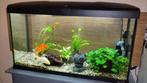 aquarium met vissen en aquarium toebehoren.Ferplast Capri 80, Dieren en Toebehoren, Vissen | Aquaria en Toebehoren, Ophalen, Gebruikt