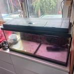 Aquarium 80cm, Dieren en Toebehoren, Vissen | Aquaria en Toebehoren, Ophalen, Zo goed als nieuw, Leeg aquarium