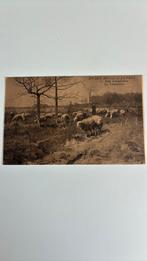 C.van Leemputten. Kunstschilder gespecialiseerd in schapen, Ophalen of Verzenden, Ongelopen, Sterren en Beroemdheden