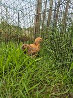 Cochin kriel kopel, Dieren en Toebehoren, Pluimvee, Meerdere dieren, Kip