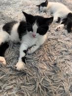 Kittens, Meerdere dieren, Ontwormd