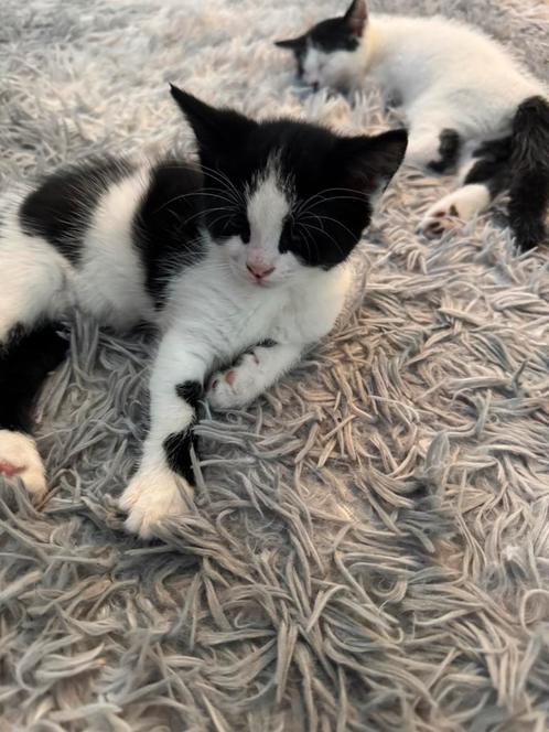 Kittens, Dieren en Toebehoren, Katten en Kittens | Raskatten | Korthaar, Meerdere dieren, Ontwormd