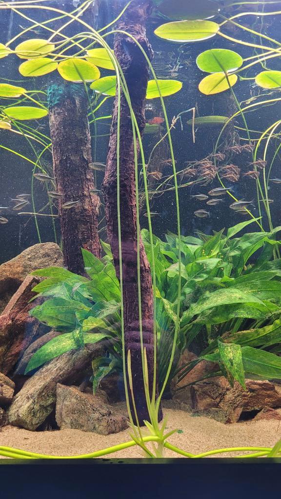 Hydrocleys nymphoides Braziliaanse waterlelie, Dieren en Toebehoren, Vissen | Aquaria en Toebehoren, Nieuw, Plant(en), Steen of Hout