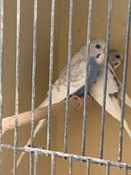 Grasparkiet spangle blauw, Dieren en Toebehoren, Vogels | Parkieten en Papegaaien, Mannelijk, Parkiet