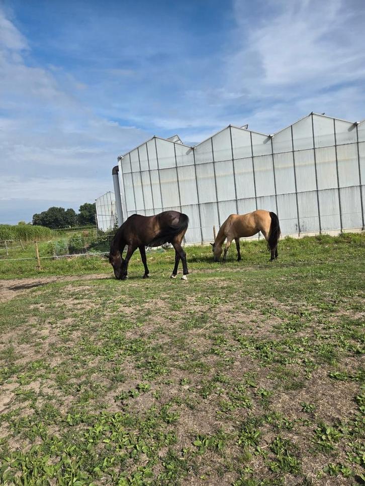 2 lieve D pony's mogen apart weg, Dieren en Toebehoren, Pony's, Meerdere dieren, M, D pony (1.37m tot 1.48m), Recreatiepony, 11 jaar of ouder