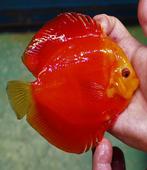 Discus Red Melon ca 6 cm - siner - Koidream Valburg, Dieren en Toebehoren, Vis, Zoetwatervis