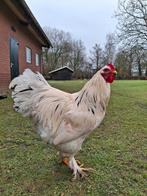 Grote Brahma hanen, Dieren en Toebehoren, Pluimvee