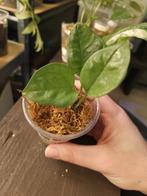 Epipremnum emerald, Huis en Inrichting, Kamerplanten, Ophalen of Verzenden