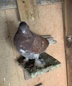 8 Duiven gratis, Dieren en Toebehoren, Meerdere dieren