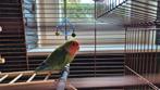Love bird gratis mee te nemen, Dieren en Toebehoren, Vogels | Parkieten en Papegaaien, Mannelijk, Parkiet