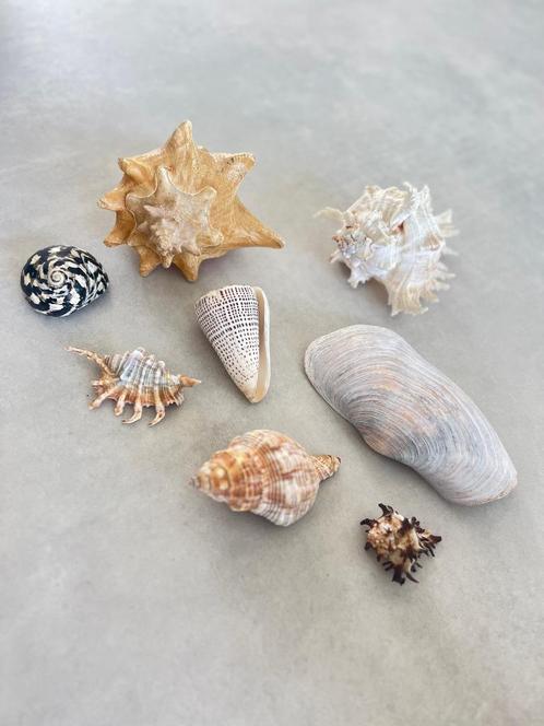 Set grote schelpen, Verzamelen, Mineralen en Fossielen, Schelp(en), Ophalen of Verzenden