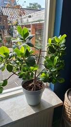 Varkensboom (Clusia rosea) Grote plant, Ophalen of Verzenden, In pot, Halfschaduw, Minder dan 100 cm