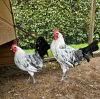 Groninger Meeuw hanan, Dieren en Toebehoren, Pluimvee, Mannelijk, Kip