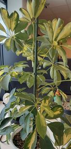 Kamerplant: Schelffera hydrocultuur, 50 cm, Ophalen, Halfschaduw, Minder dan 100 cm
