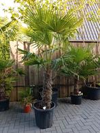 Palmbomen te koop, Tuin en Terras, Planten | Bomen, 100 tot 250 cm, Zomer, Palmboom, Ophalen
