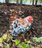 Jonge Cochin haan, Dieren en Toebehoren, Pluimvee, Mannelijk, Kip