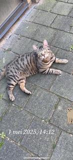 Kat vermist!, Dieren en Toebehoren