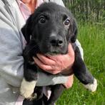 Gayo zoekt aandacht en baasje met een stabiele hond in huis, Dieren en Toebehoren, Honden | Niet-rashonden, Particulier, Rabiës (hondsdolheid)