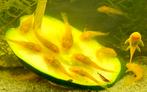 Albino Bristlenose Pleco (Ancistrus sp.), Dieren en Toebehoren, Overige soorten