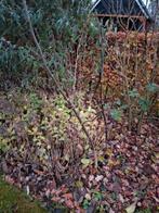 Walnotenboom, Tuin en Terras, Planten | Bomen, Ophalen, Volle zon, Overige soorten