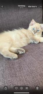 Nog 2 hele mooie lieve ragdoll kittens met stamboom, Dieren en Toebehoren, Katten en Kittens | Raskatten | Langhaar, Poes, Gechipt