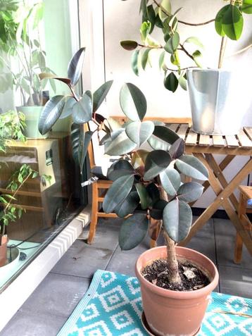 Kamerplant - Ficus Elastica Abidjan / rubber plant 1m x 30cm beschikbaar voor biedingen