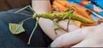 Eieren van Diapherodes gigantea (PSG 260) wandelende tak, Dieren en Toebehoren, Insecten en Spinnen, Wandelende tak