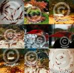 Bloody Mary garnalen High Grade (neocaridina) aquarium, Dieren en Toebehoren, Kreeft, Krab of Garnaal