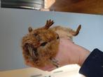 cuy rex beertje, Dieren en Toebehoren, Knaagdieren, Oktober, Mannelijk, Cavia