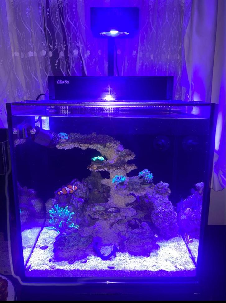 Red Sea Nano Max Cube - Compleet, Dieren en Toebehoren, Vissen | Aquaria en Toebehoren, Zo goed als nieuw, Gevuld zeewateraquarium