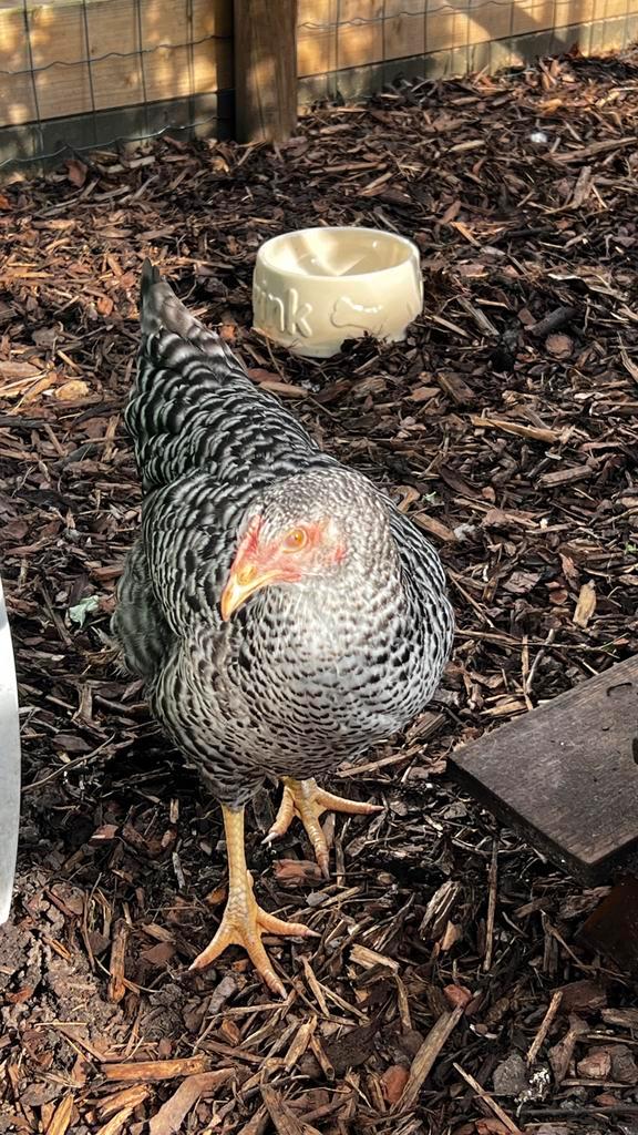 Hollandse koekoek hen groot., Dieren en Toebehoren, Pluimvee, Kip, Vrouwelijk