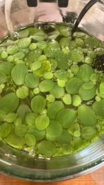 Aquarium drijfplanten 1,- stuk, Ophalen of Verzenden