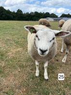 Texelaar ooilammeren, Dieren en Toebehoren, Vrouwelijk, Schaap