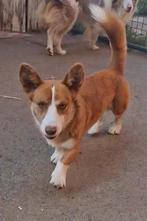 Herplaatsing – Welsh Corgi Cardigan, Dieren en Toebehoren, België, Fokker | Hobbymatig, Reu, CDV (hondenziekte)