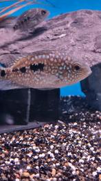 Herichthys carpintis  cichlide
/ parelmoer cichlide, Dieren en Toebehoren, Vissen | Aquariumvissen, Vis, Zoetwatervis, Schoolvis
