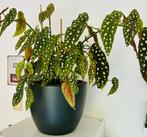 Robuust mooie Begonia Maculata, Polka Dot, zie omschrijving, Overige soorten, In pot, Minder dan 100 cm, Bloeiende kamerplant