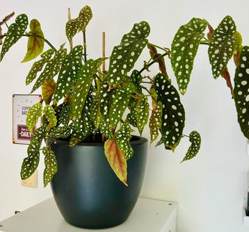 Robuust mooie Begonia Maculata, Polka Dot, zie omschrijving beschikbaar voor biedingen